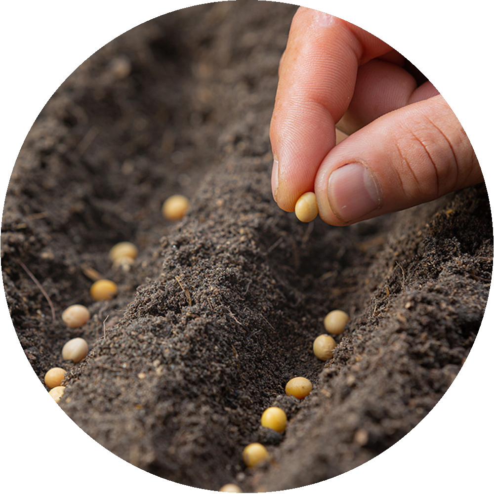 Recubrimiento fertilizantes | Coating fertilizantes